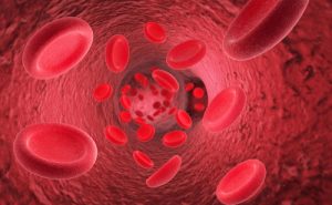 erytrocyty